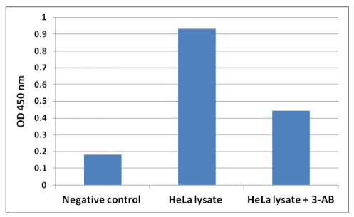 HeLa细胞裂解物中的PAR水平