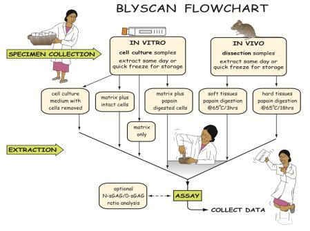 Blyscan检测流程图