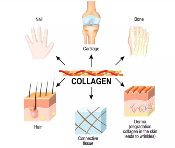 Collagen（胶原蛋白检测试剂盒）