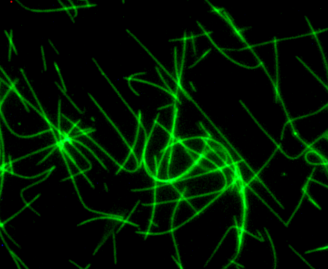 Fluorescent HiLyte 488标记的Tubulin.png