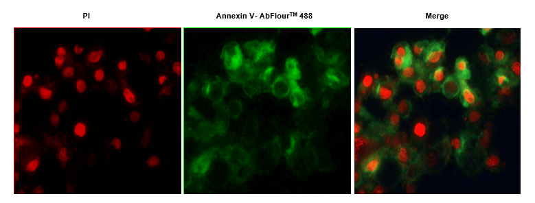 Annexin V- AbFluorTM 细胞凋亡检测试剂盒