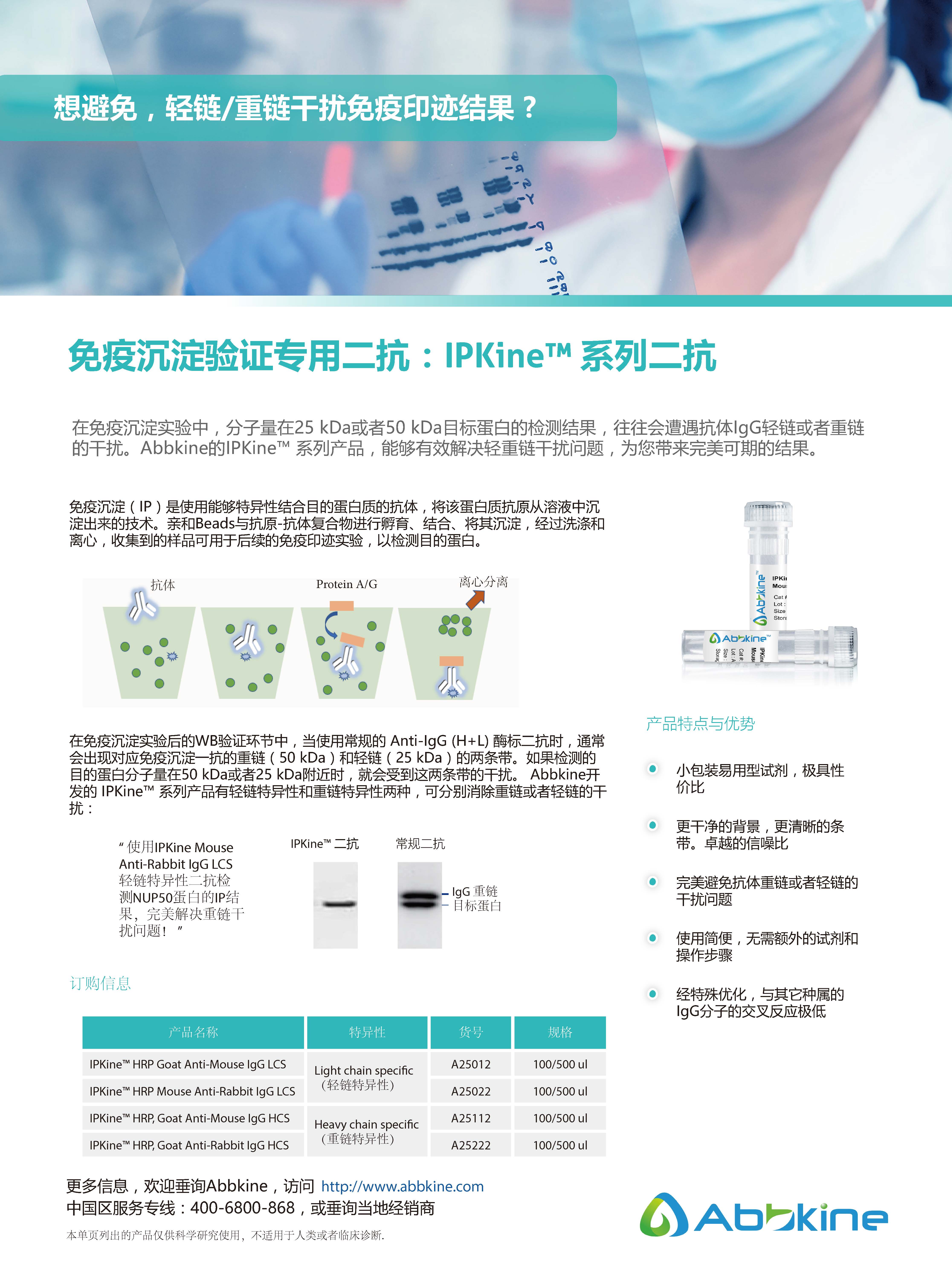 免疫沉淀验证专用二抗：IPKine™ 系列二抗-产品手册