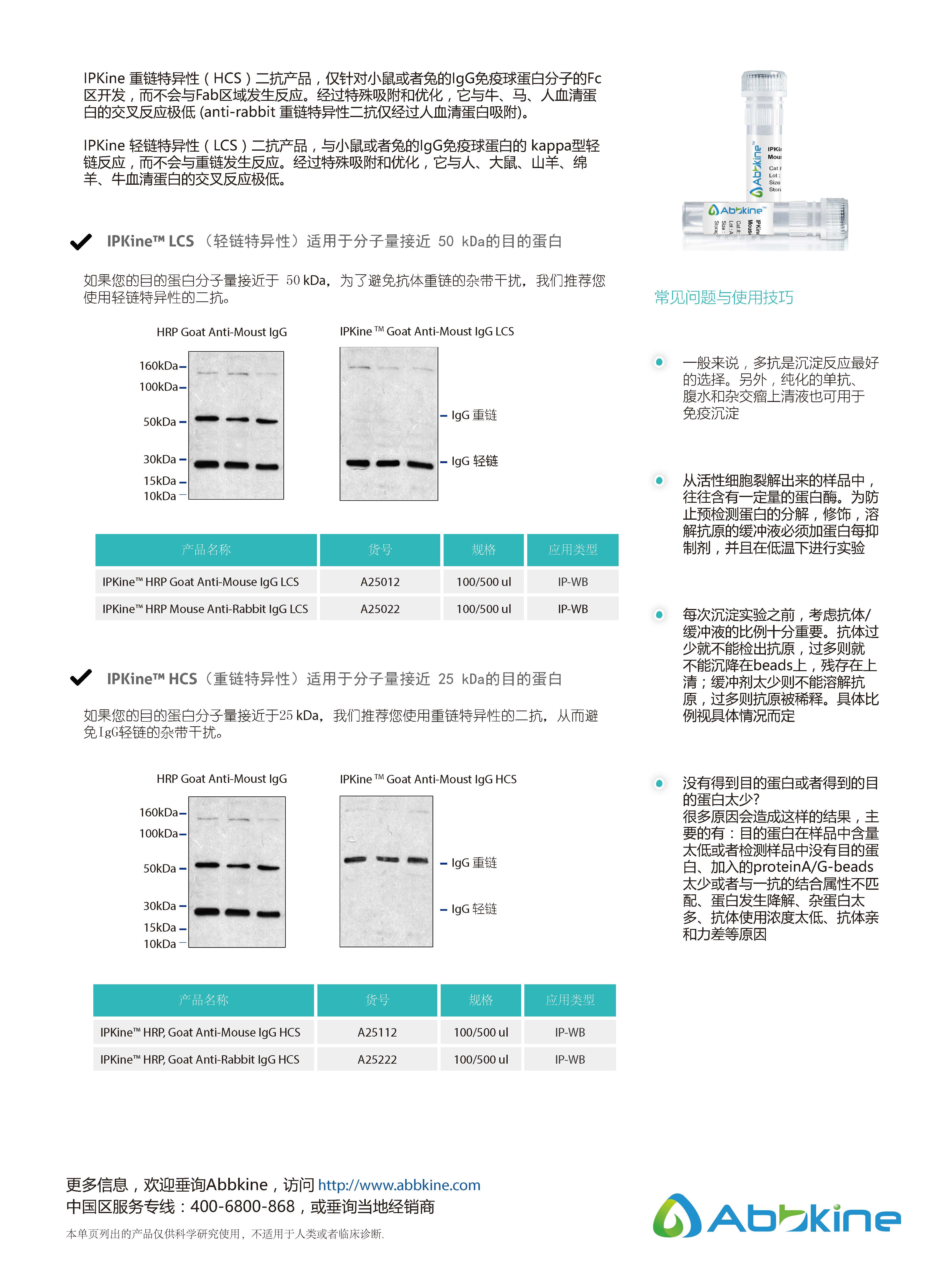 免疫沉淀验证专用二抗：IPKine™ 系列二抗-产品手册