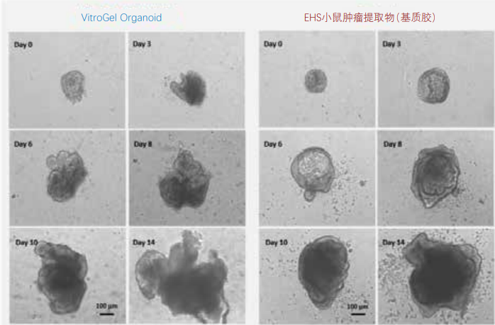 在VitroGel Organoid 和基质胶中培养小鼠肠道类器官