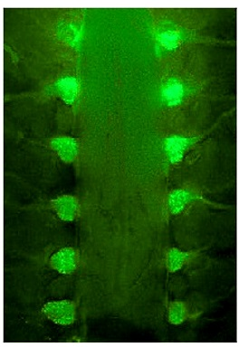 AM1-43标记小鼠背根神经节(DRG)神经元