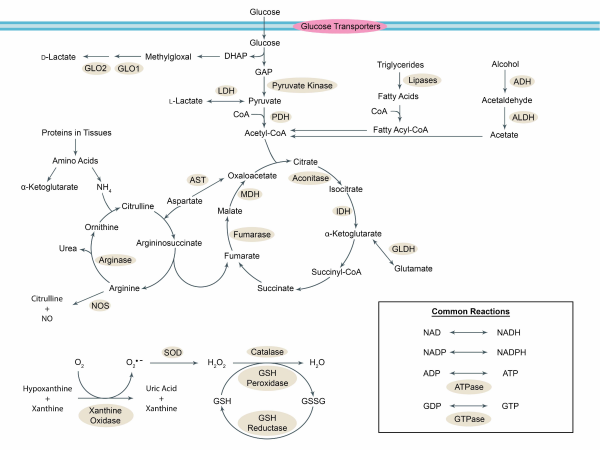 BioAssay Systems-1.png