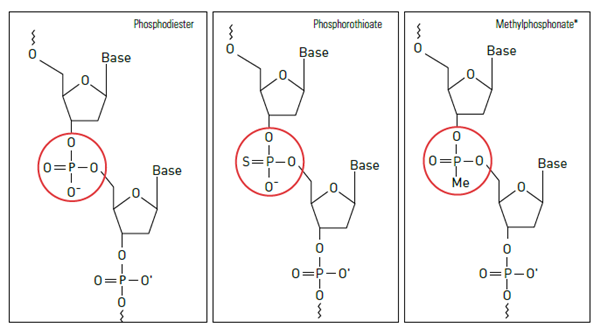 Oligo-3.png