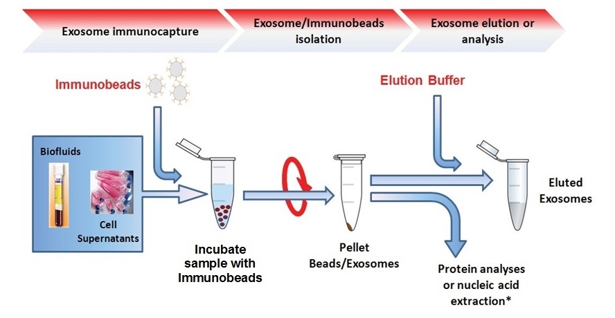 ExoPure&#8482;-Immunobeads.jpg