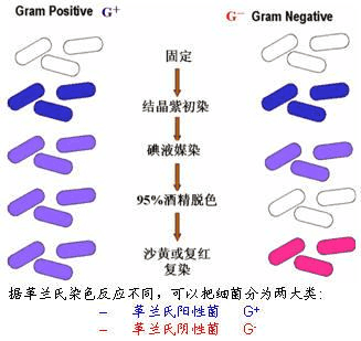 Gram-Stain-Kit.png