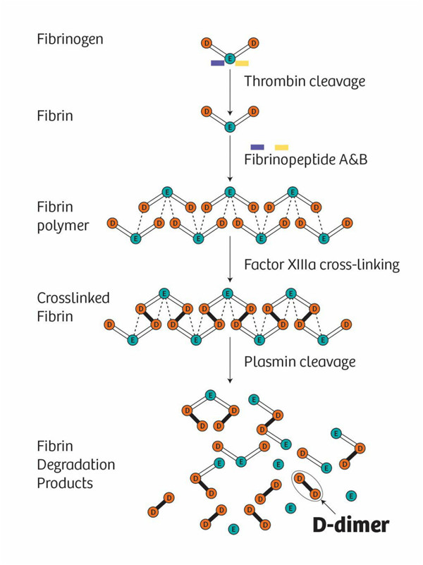 D-Dimer1.jpg