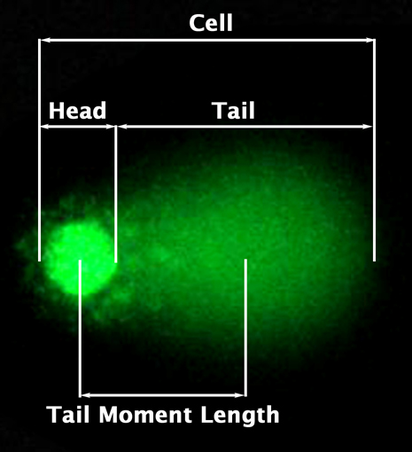 comet-assay.png