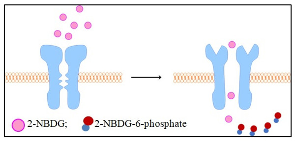 2-NBDG.jpg