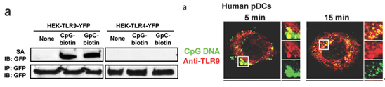 CpG-DNA.png