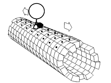 Kinesin.png