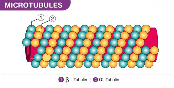 微管.jpg
