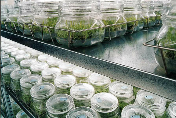 植物病理学培养基.jpg
