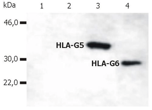 WB: HLA-G (5A6G7).png