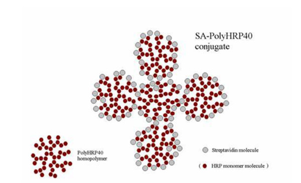 SA－PolyHRP40.jpg