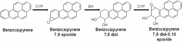 BP（苯并(a)芘）代谢成为BPDE（二羟环氧苯并芘）的途径.jpg