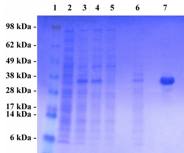 纯化的重组MuLV p30蛋白.png