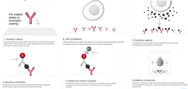 ELISpot原理.jpg
