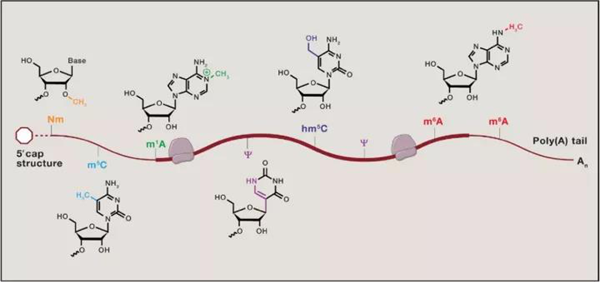 RNA甲基化.png