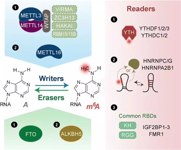 m6A修饰.jpg