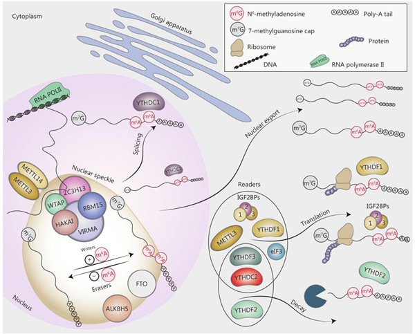 m6A甲基化阅读蛋白.jpg