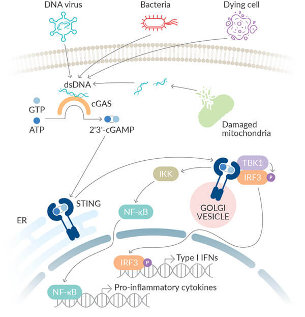 cGAS-STING通路.jpg