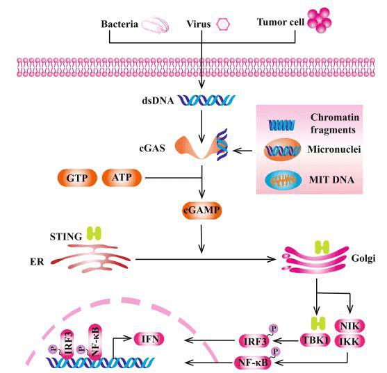 病原体相关的DNA激活cGAS的活性.png