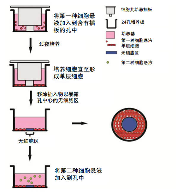 细胞共培养检测实验原理图.jpg