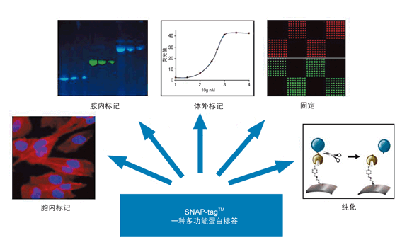 SDS-PAGE胶中检测SNAP-tagTM融合蛋白.png