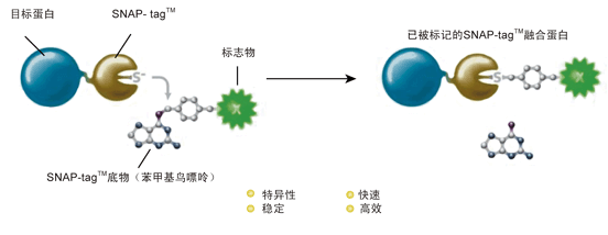 SNAP-tagTM技术原理.png