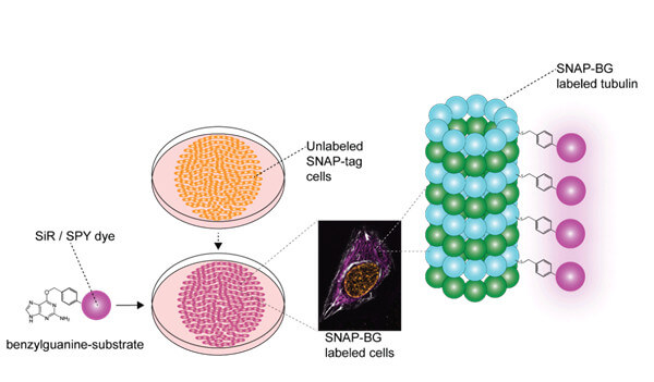 SNAP-tag 标记.jpg