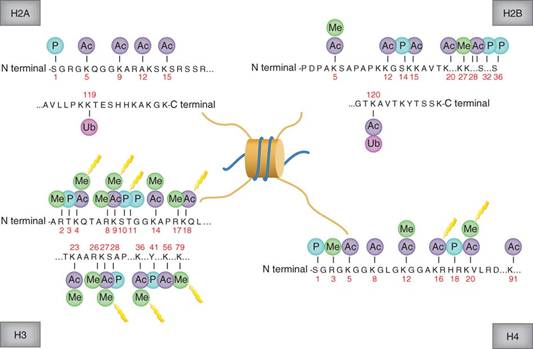 组蛋白H3蛋白结构.jpg
