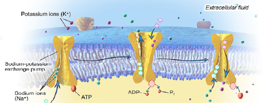 Sodium-PotassiumPump-1.png