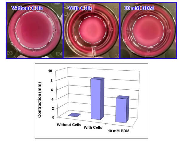 试剂盒CBA-5020的细胞收缩检测结果-BDM的收缩抑制.jpg