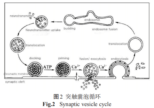 突触囊泡循环.png