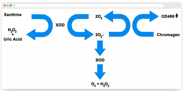 超氧化物歧化酶.jpg