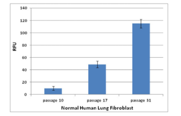 SA-B-Gal在衰老的人肺成纤维细胞HFL-1细胞中的活性.png