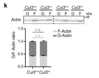 Cul3+/+ 小鼠与Cul3+/? 小鼠的比较.png