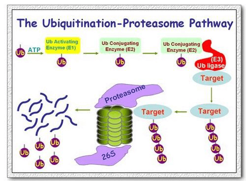 泛素-蛋白酶体途径.png