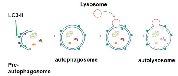 自噬.jpg