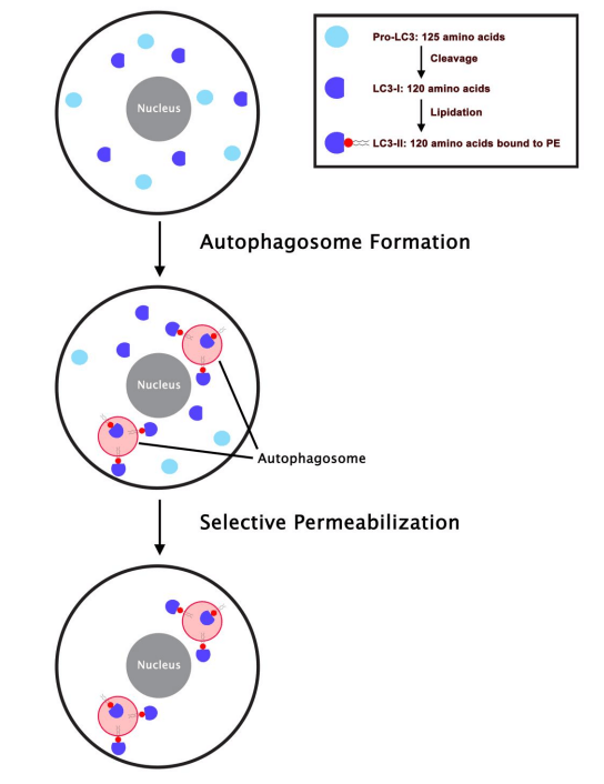 LC3-GFP.png