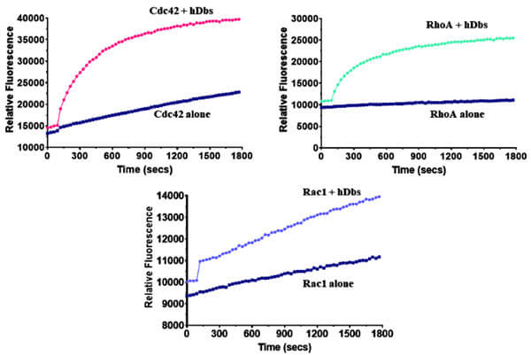 384 孔板中Dbs 对于Cdc42、RhoA 和 Rac1 的交换活性.jpg