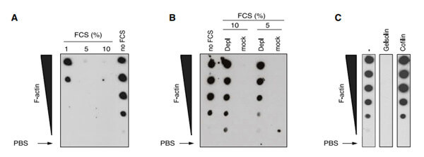Cell文章结果验证Actin Protein.jpg