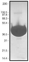 Actin Protein ( >99% Pure):.png
