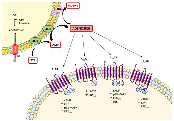 腺苷（Adenosine，ADO）.jpg