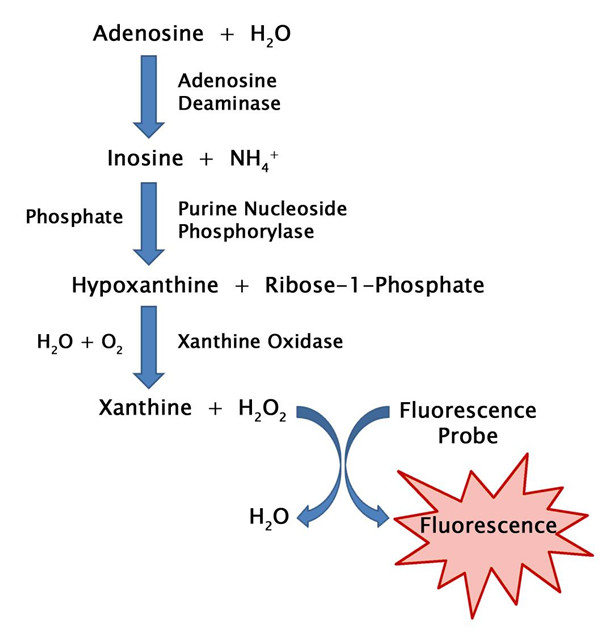 腺苷检测试剂盒原理.jpg