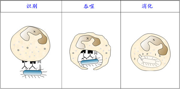 吞噬细胞.jpg